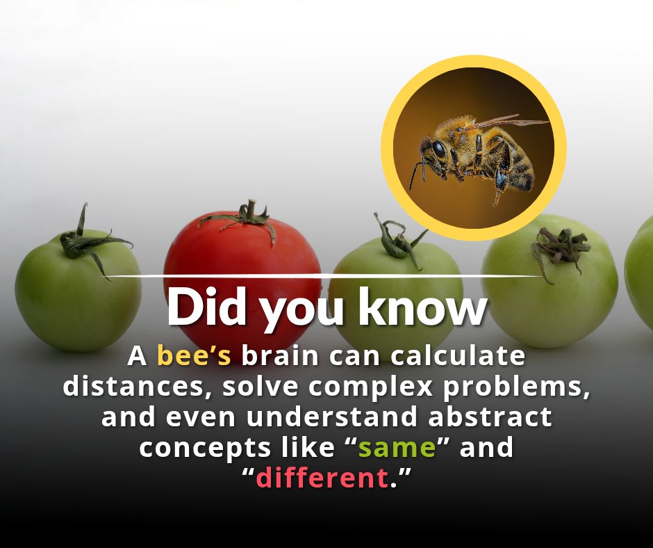 beecoin_sol's tweet photo. Bees aren't just hardworking—they're smart too! 🧠
They can solve problems, calculate distances, and understand abstract ideas like “same” and “different.”
Tiny brain. Big brainpower. 🐝
#BeeFacts #SmartNature #ApisCoin https://t.co/WGM7VFh4PR