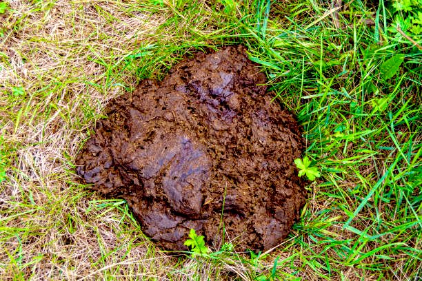 menotsosilent's tweet image. I’m glad I was paying attention! I almost stepped on Obama 🤣👇