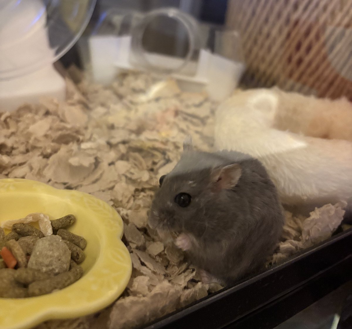 Pch___10's tweet image. グリちゃんよく眠りました♪
そろそろ起きて遊ぶ時間かなー？と思ったら二度寝しちゃった😂また後でね〜