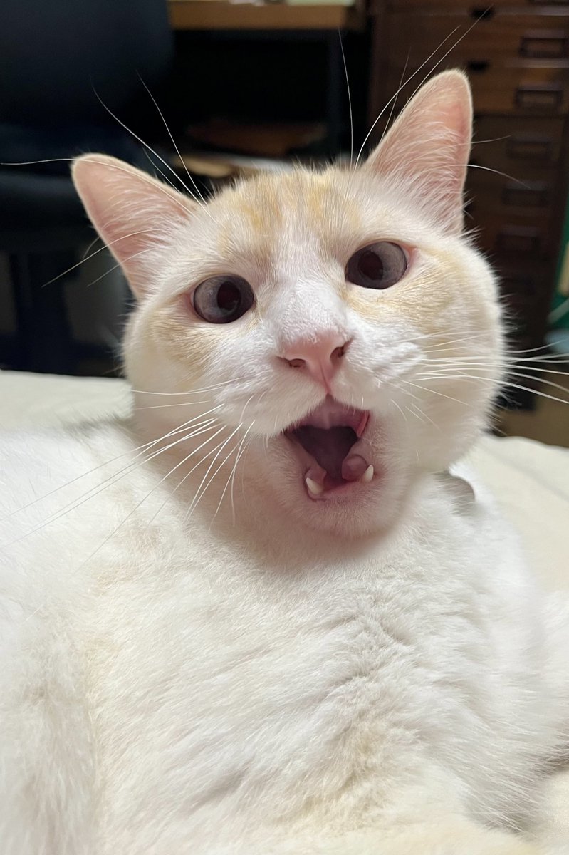 soraimo69's tweet image. 🥱