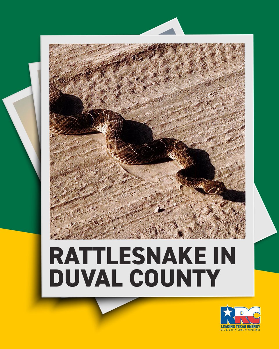 txrrc's tweet image. It takes some courage to get this close! Field inspector Brad Sims captured this Diamondback rattlesnake in Duval County. 🐍
#FromTheFieldFriday