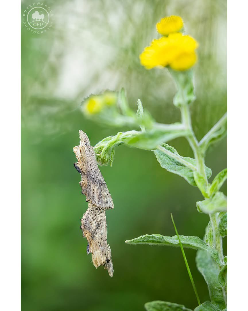 Guy Edwardes tweet media