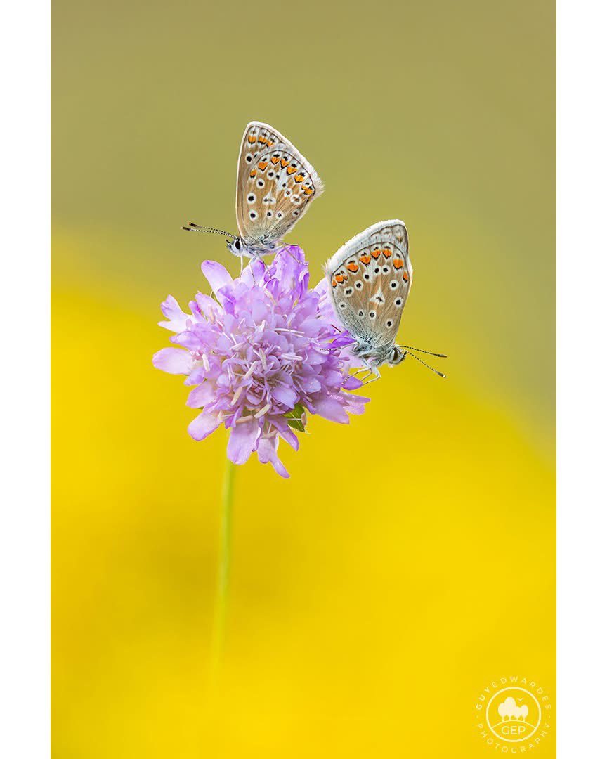 Guy Edwardes tweet media