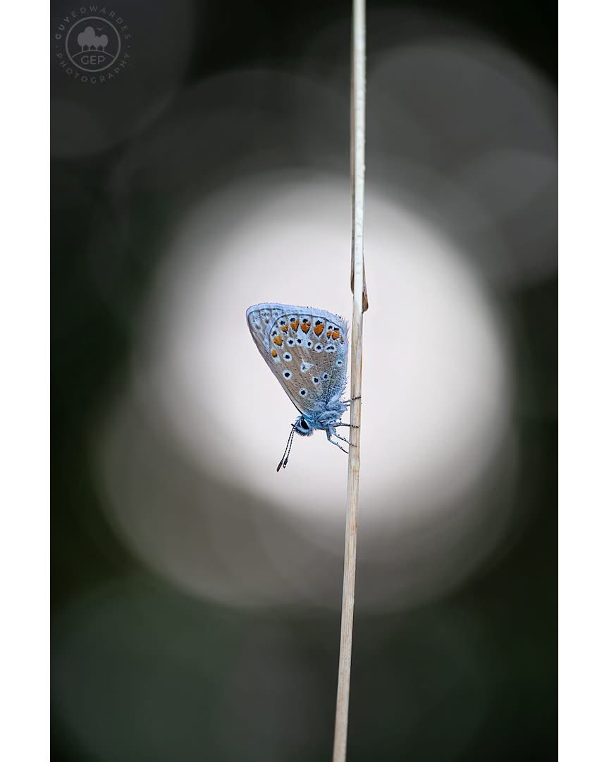 Guy Edwardes tweet media