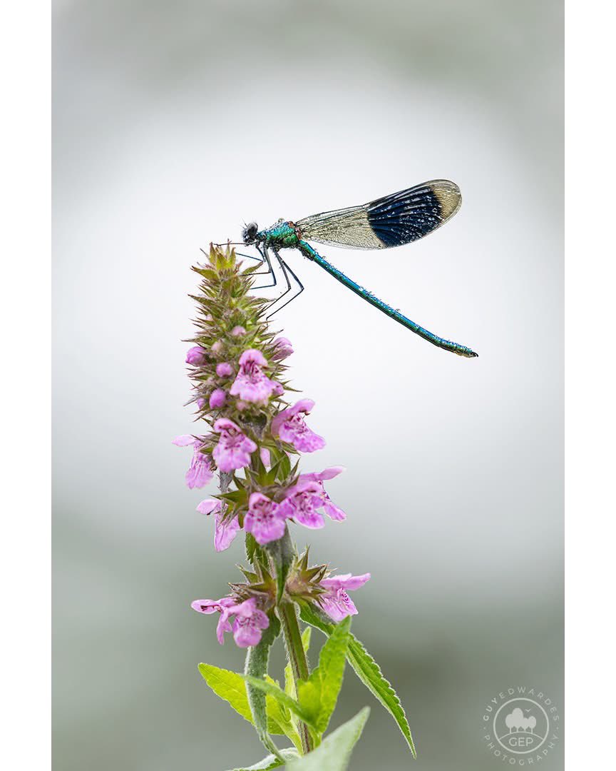 Guy Edwardes tweet media