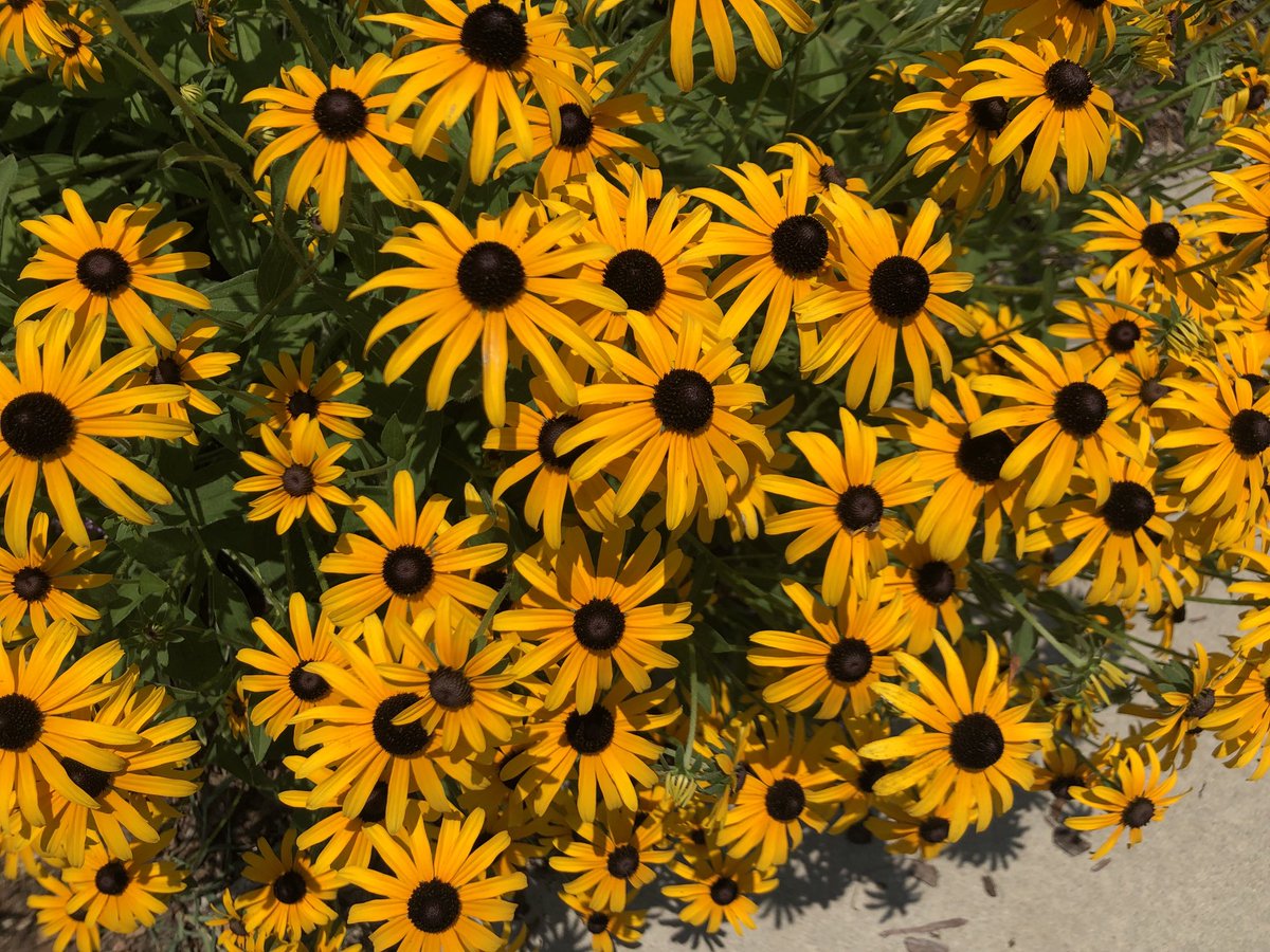 Usuario2064's tweet photo. Feliz viernes 🌼🌸💐🌹
#Viernesalfin https://t.co/BcGxSOrcXM