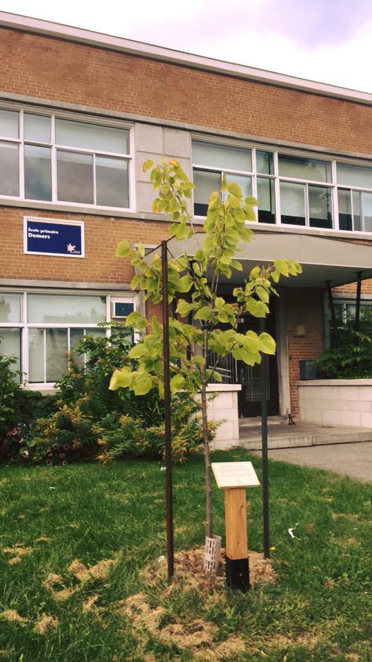 _PlantAction_'s tweet photo. 8 ans plus tard… même adresse, beaucoup plus de feuilles! 🌳✨

On l’avait planté petit, timide, bien attaché entre deux tuteurs… comme un élève de maternelle à sa première rentrée. 😅 https://t.co/65pKpnX1Sv