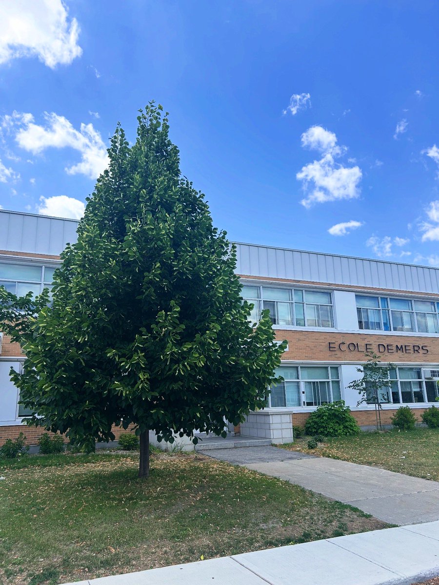 _PlantAction_'s tweet photo. Aujourd’hui? Il a clairement fini son secondaire, pris un peu de muscle… et il donne même de l’ombre à ceux qui passent devant l’école! 💪🌿

Cet arbre, c’est la preuve vivante qu’avec un peu d’amour, de pluie (et d’engrais bien placé), on peut faire de grandes choses. https://t.co/HDQYVFMkZ5