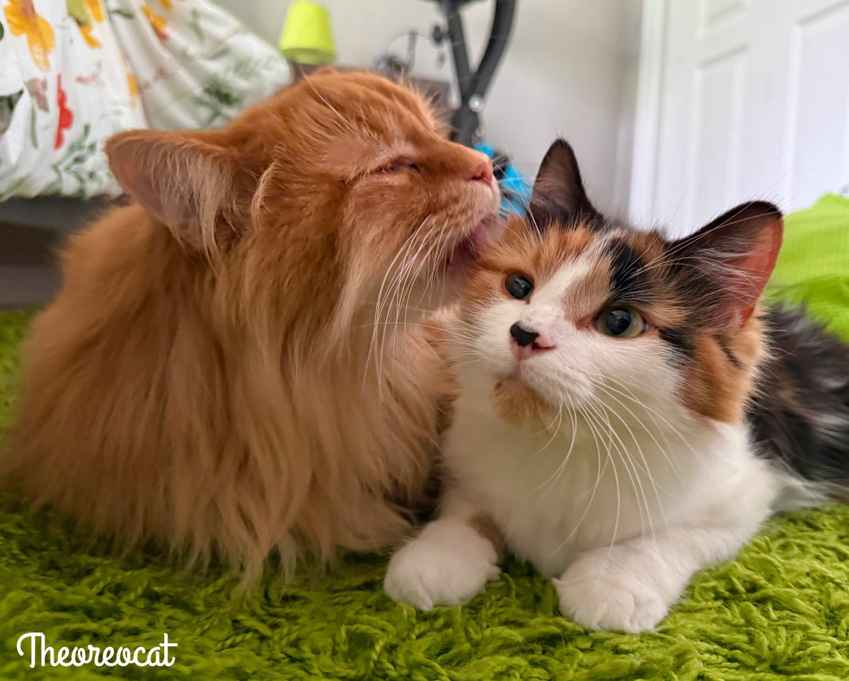 TheOreoCat's tweet image. A kiss from a fluff 🧡

#theoreocat #CatsOfX #CatsOnX