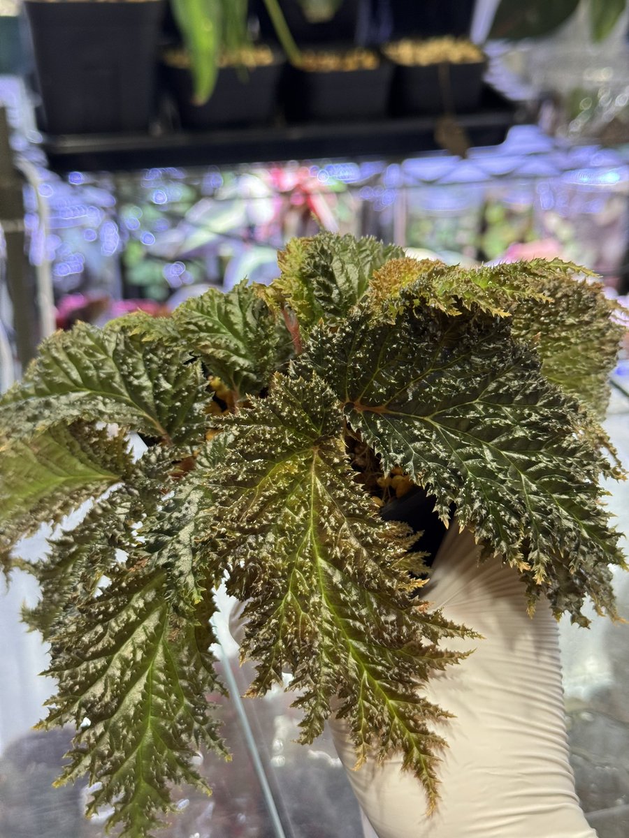 Begonia sp. nabire papua