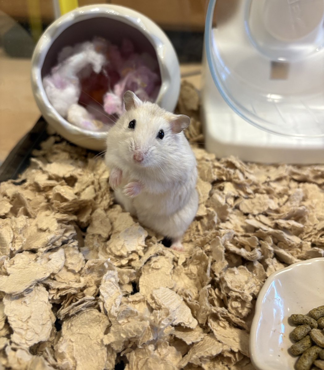 Pch___10's tweet image. ウニちゃんみたいにカメラが得意になってきた？☺️📸