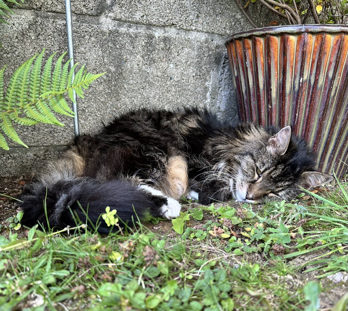 Hello everybody 👋 
I haven’t been well lately so mum took me to the vet 
I put up a bit of a fight when they tried to steal my floof &amp; blood so I had medicine that made me a bit wobbly 
I’m sleeping it off in the garden now 
Paws crossed all will be fine 🐾 
Oliver Munchkins 💗