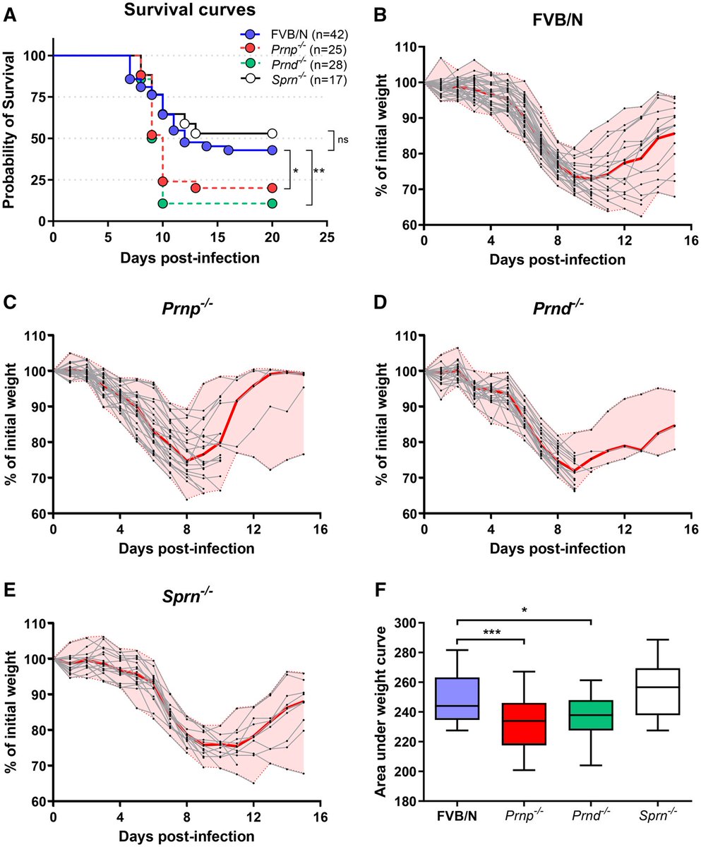 J_Immunol's tweet image. Researchers investigated the role of two prion family members, Shadoo and Doppel, in protection against influenza A virus in mice. Their findings underscored the complex role of Doppel in modulating host immune responses. Learn more: ow.ly/4XuB50Wslwc.