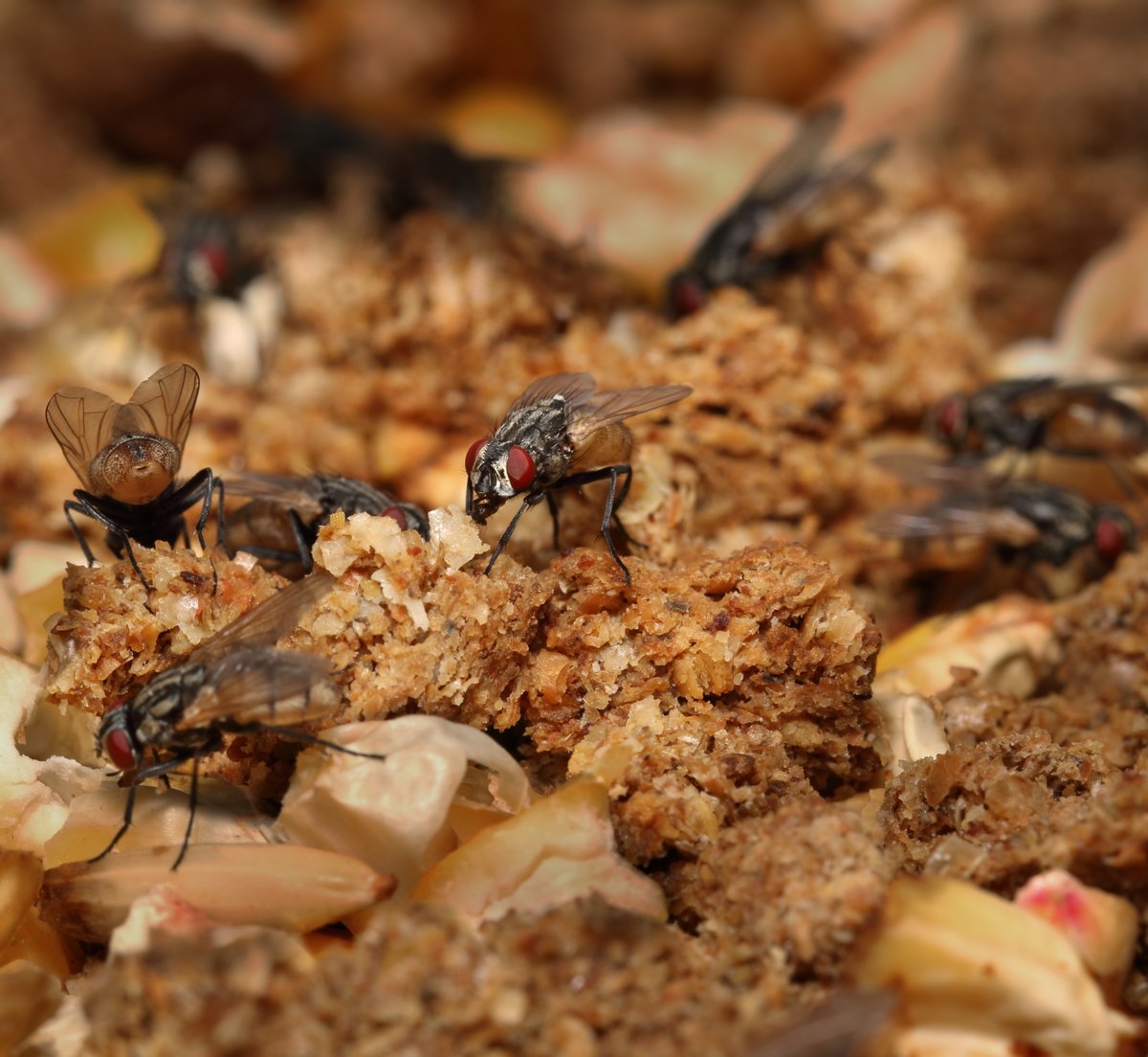 K-State Department of Entomology tweet media