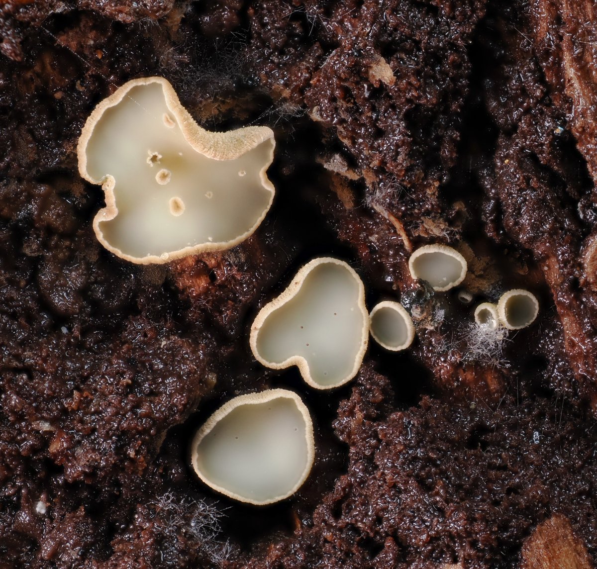 AlanRockefeller's tweet image. Most cup fungi don&apos;t fluoresce a lot, but ultraviolet light reveals unusual chemistry in this unknown Helotiales from Monteverde, Costa Rica.

#FluorescentFungi #Monteverde #CostaRica #Mycology #UVPhotography #Fluorescence #FieldMycology