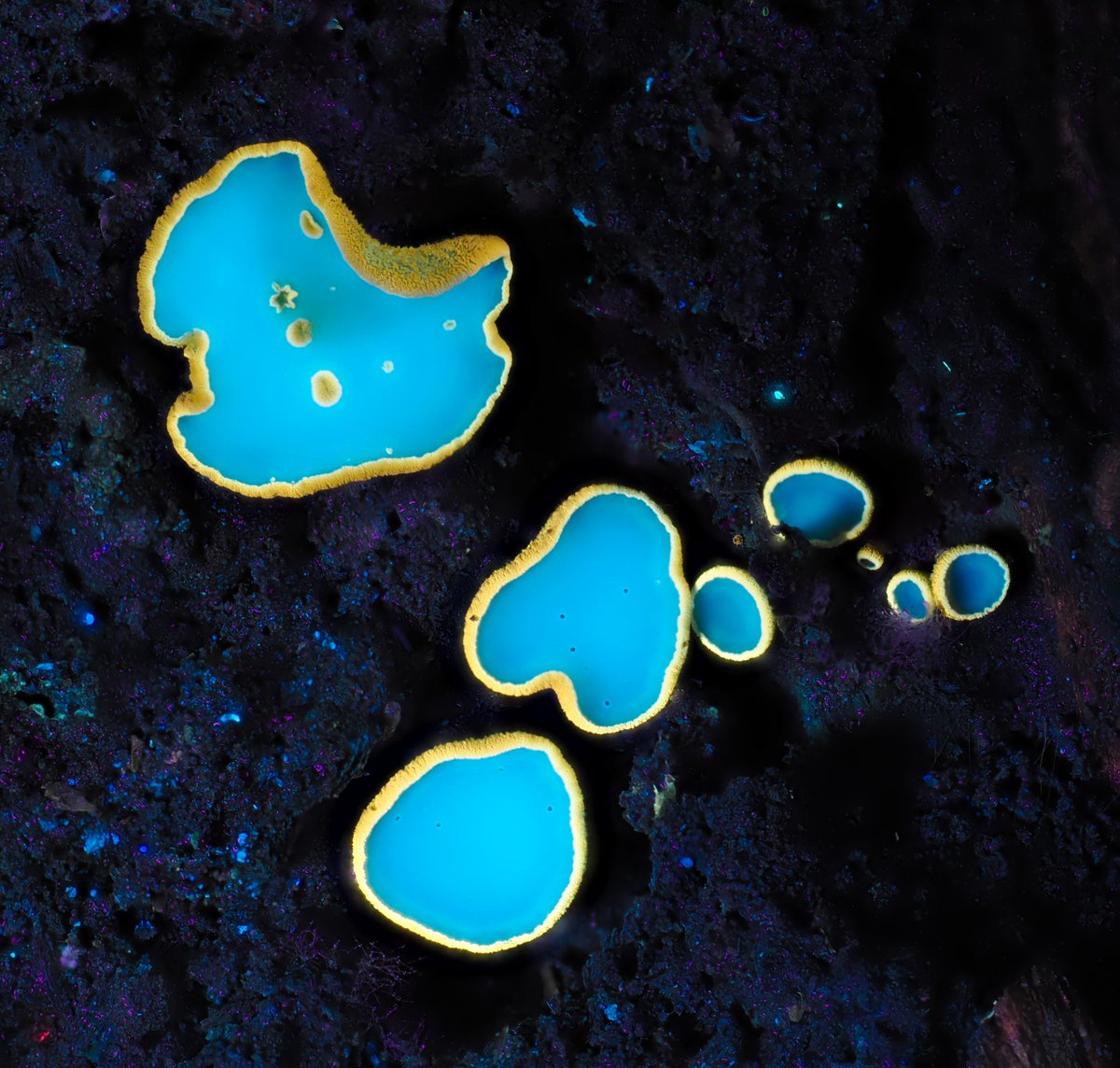 AlanRockefeller's tweet image. Most cup fungi don&apos;t fluoresce a lot, but ultraviolet light reveals unusual chemistry in this unknown Helotiales from Monteverde, Costa Rica.

#FluorescentFungi #Monteverde #CostaRica #Mycology #UVPhotography #Fluorescence #FieldMycology