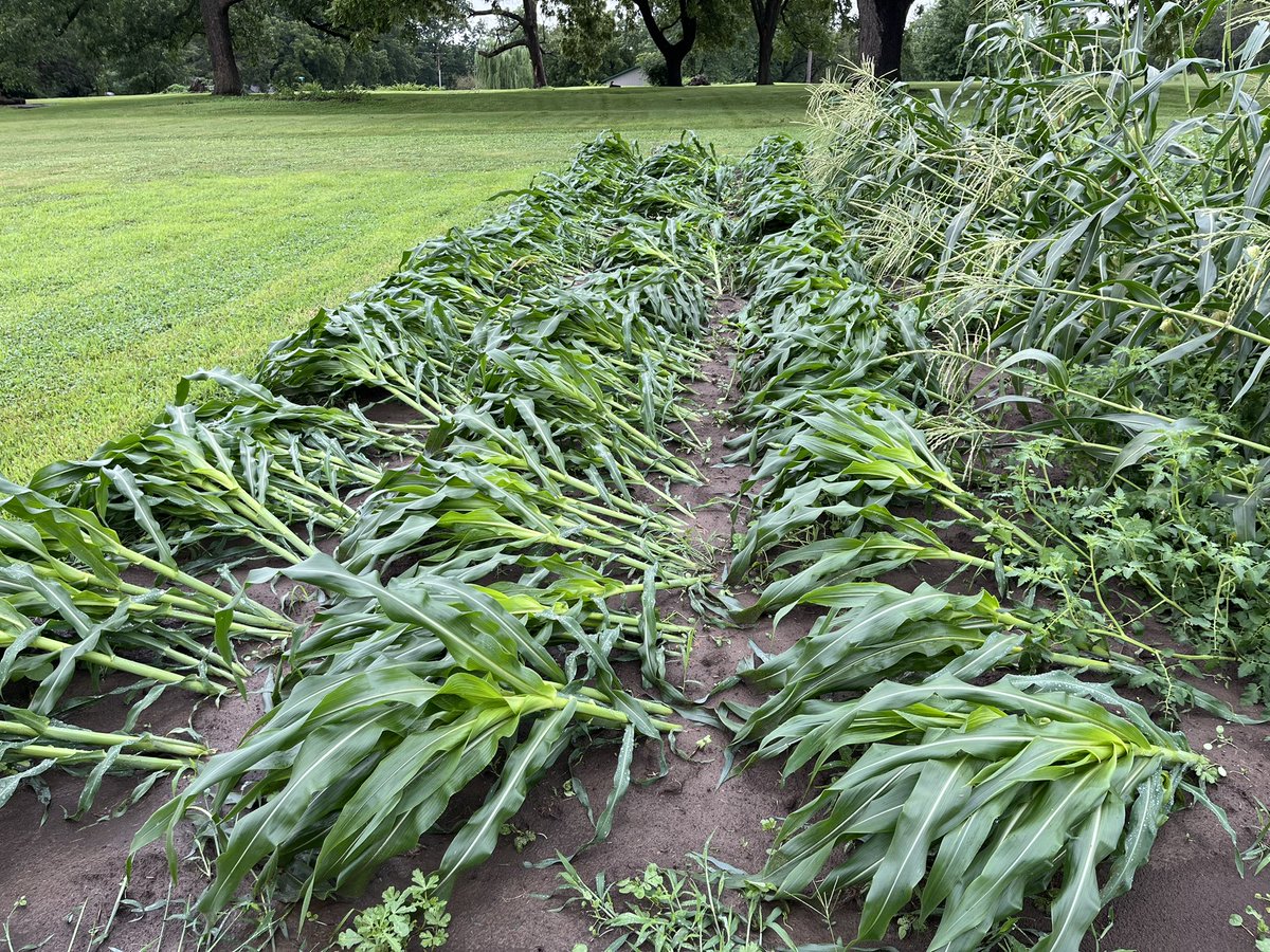 Patrick55636327's tweet image. Utica Mo. The storm yesterday must have had some strong winds, the new corn isn’t very happy about it Total: 2.57inches #mowx