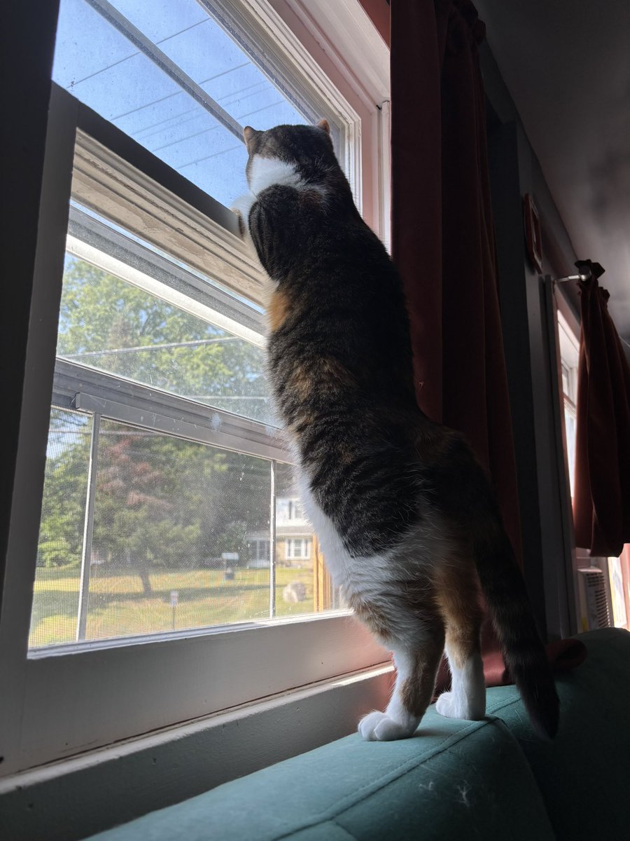 blossumupdate's tweet image. The birds are agitating blossum !!