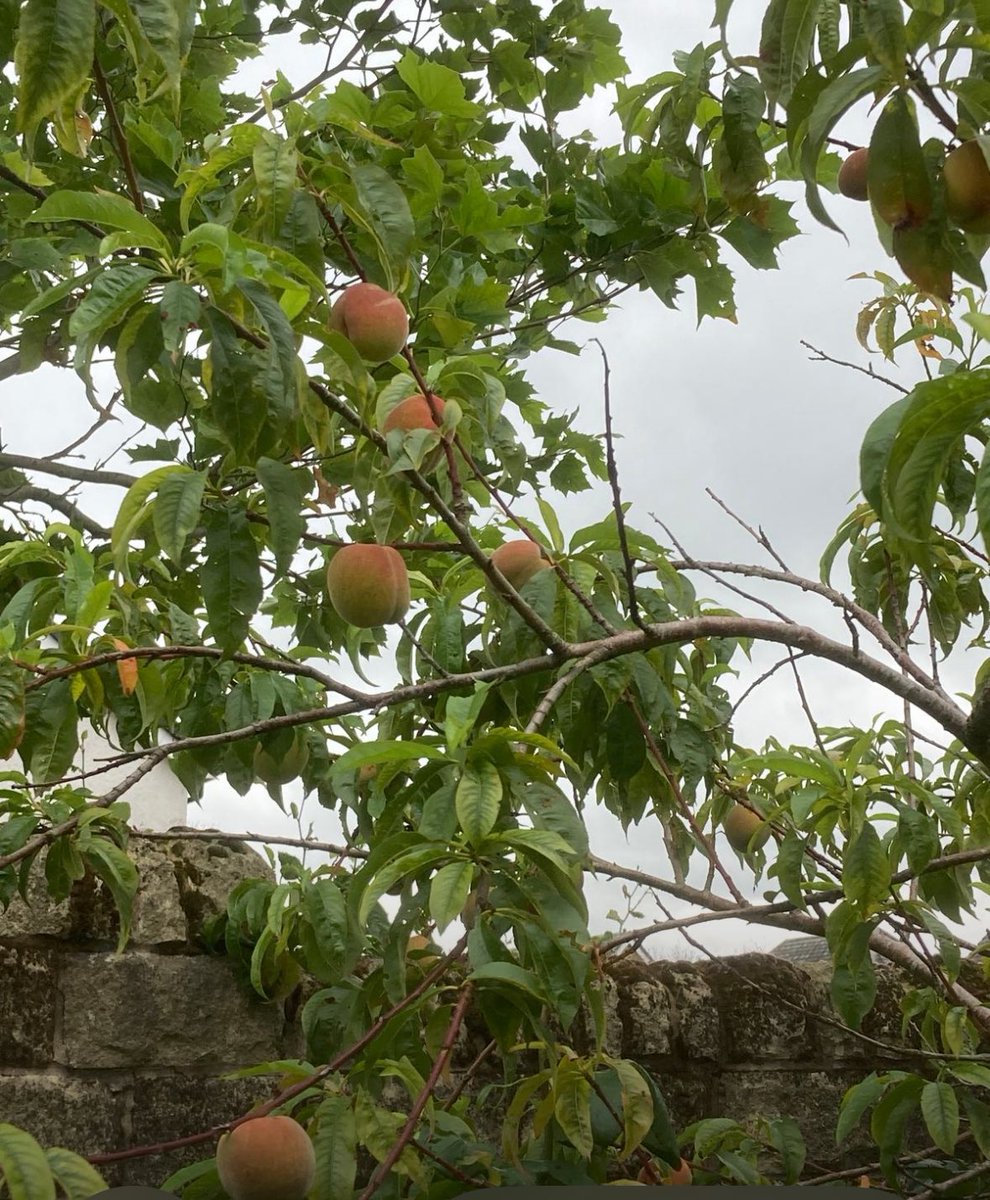 Jean Lord tweet media