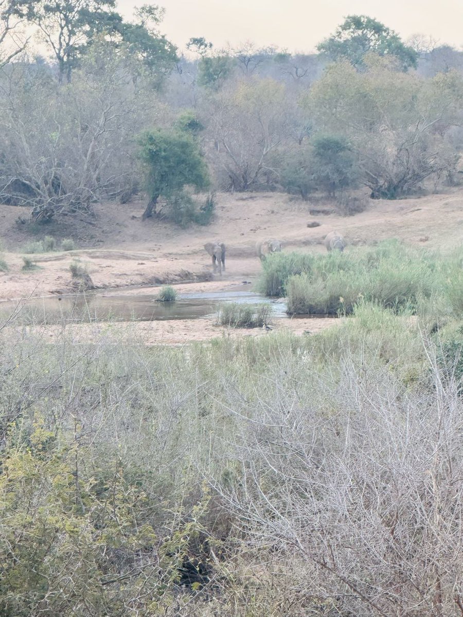LatestKruger's tweet image. 3:56pm
8 Elephant stationary
H4-1, 400m W of Bravo Loop W entrance
Near Skukuza
3/5
Tinged by AnaSMeyer