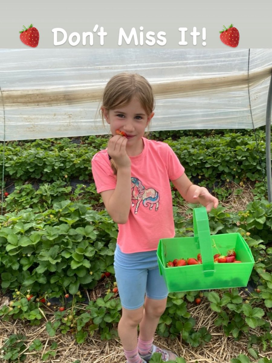 Sharrington Strawberries tweet media