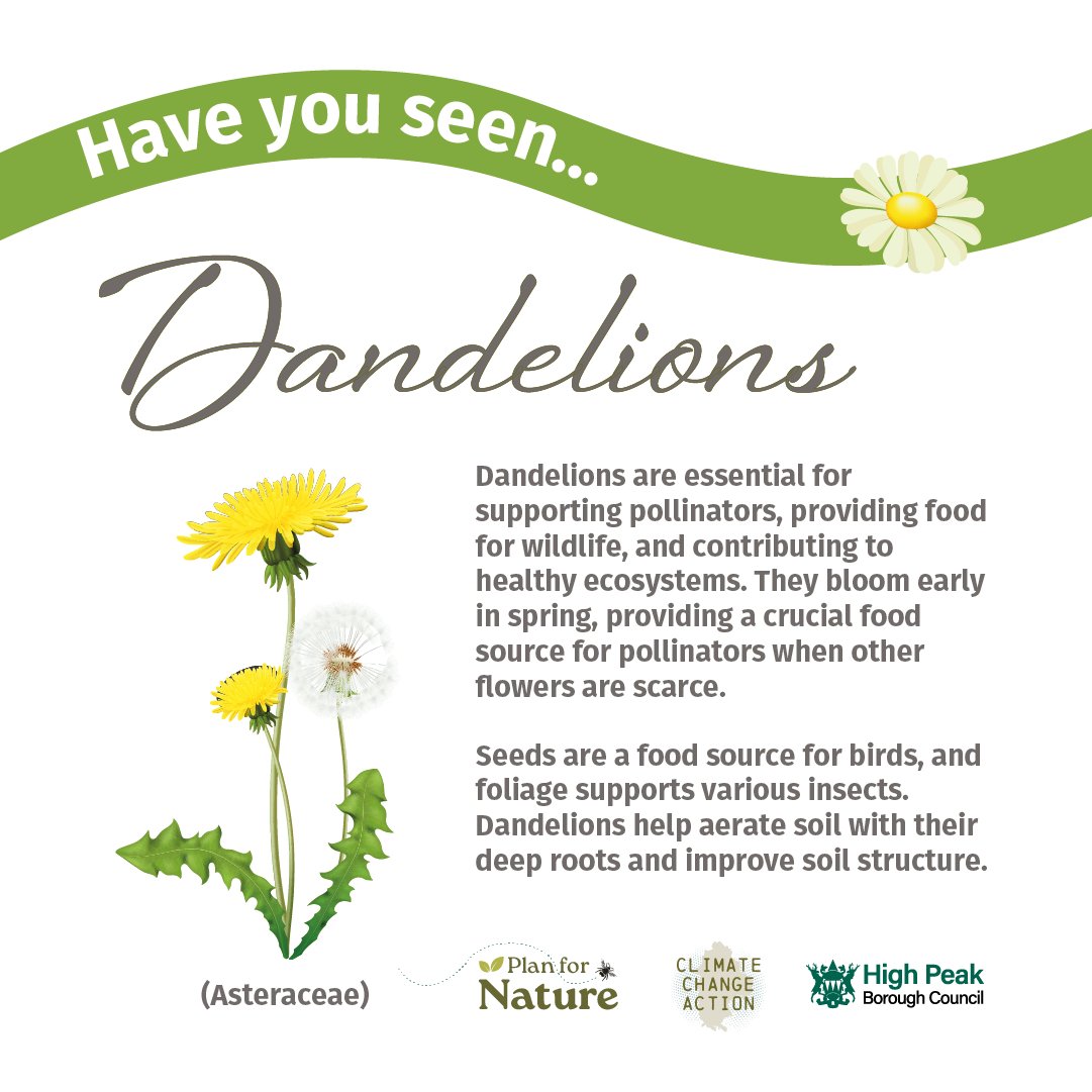 HighPeakBC's tweet image. Our Wildlife Meadows are really starting to grow!
See if you can spot any of these wildflowers in the areas.