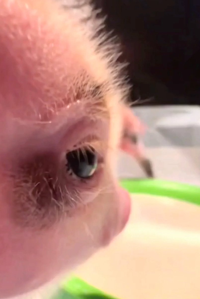 💖 (@twaniimals) on Twitter photo 