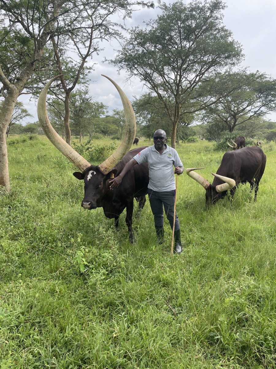 GodberTumushabe's tweet image. The real Ankole long-horned cattle and a true symbol of culture and tradition.