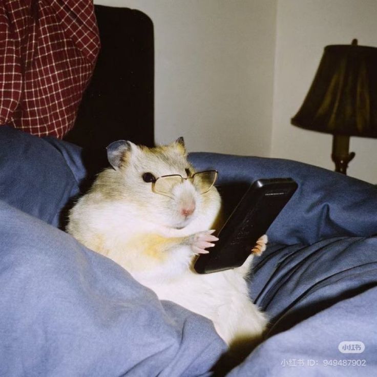Net_Mouse_spb's tweet image. Если вы забыли, как я выгляжу.
(Читаю все эти ваши твиты)