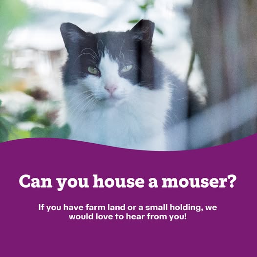 CatsWarrington's tweet image. Do you have farm land or a small holding? 🌾
We're looking for people who would benefit from cats better suited for an outdoor lifestyle. 😼
Essentials would still need to be provided for the cats.
We would love to hear from you, our email is enquiries@warrington.cats.org.uk