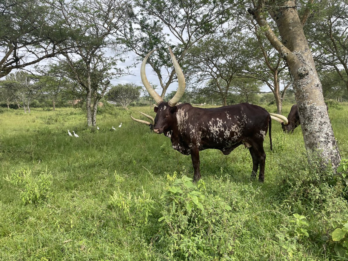 GodberTumushabe's tweet image. The real Ankole long-horned cattle and a true symbol of culture and tradition.