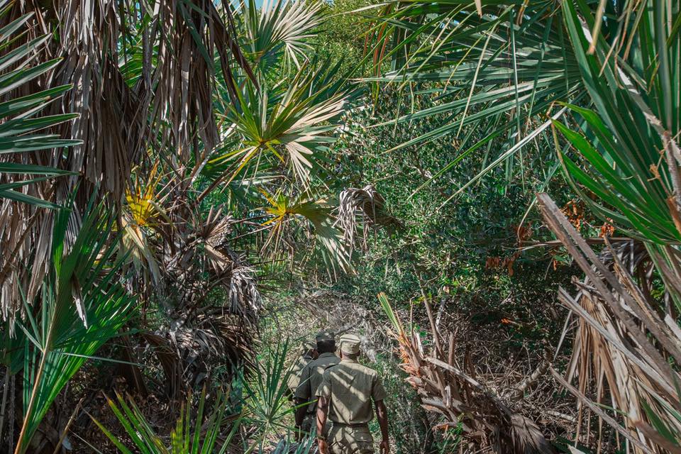 AfricanParks's tweet image. Check, check and check again.
As the eyes and ears of active conservation in Mozambique’s Bazaruto Archipelago, Flora & Fauna Inspectors spend their days monitoring individual species and entire habitats, as well as engaging with tourists and community members. By gathering and…