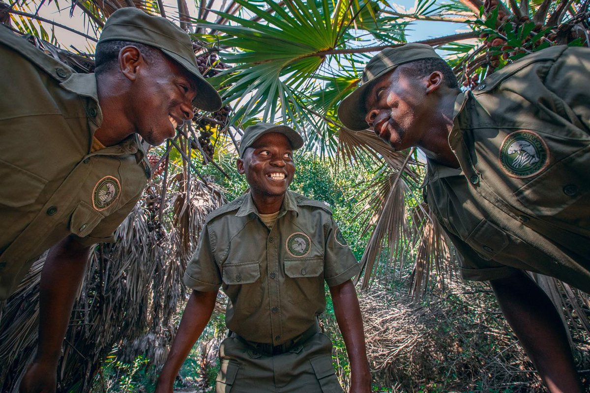 AfricanParks's tweet image. Check, check and check again.
As the eyes and ears of active conservation in Mozambique’s Bazaruto Archipelago, Flora & Fauna Inspectors spend their days monitoring individual species and entire habitats, as well as engaging with tourists and community members. By gathering and…
