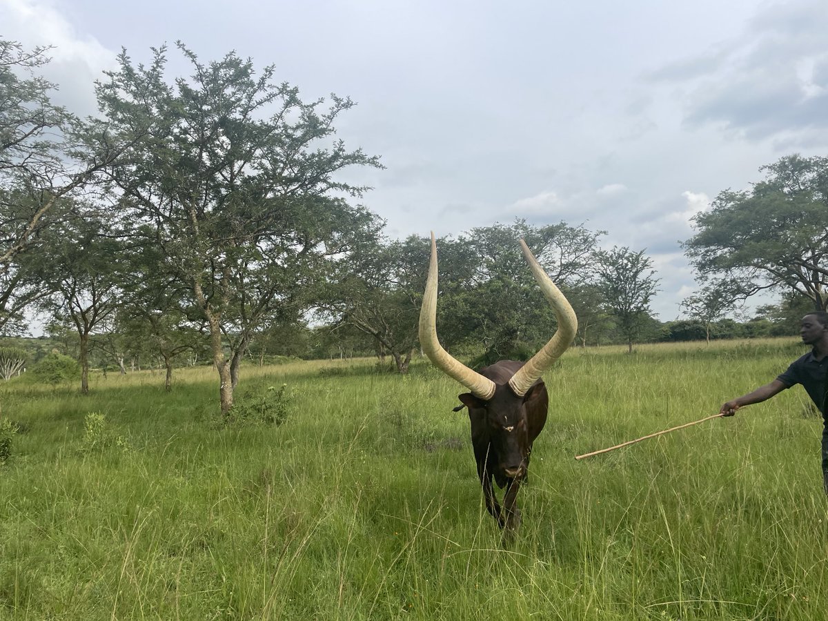 GodberTumushabe's tweet image. The real Ankole long-horned cattle and a true symbol of culture and tradition.