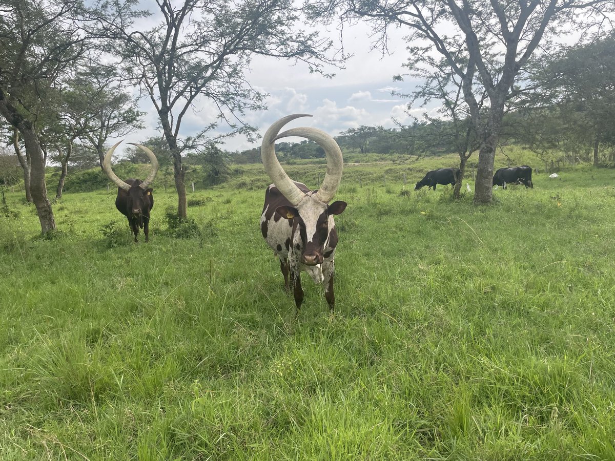 GodberTumushabe's tweet image. The real Ankole long-horned cattle and a true symbol of culture and tradition.
