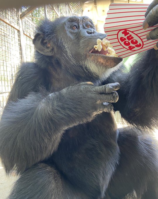 OldMarcoChimp's tweet image. grom grom grom grom grom grom grom grom grom grom grom grom grom grom grom he grom he grom
grom grom {the consumption of popcorn continues}