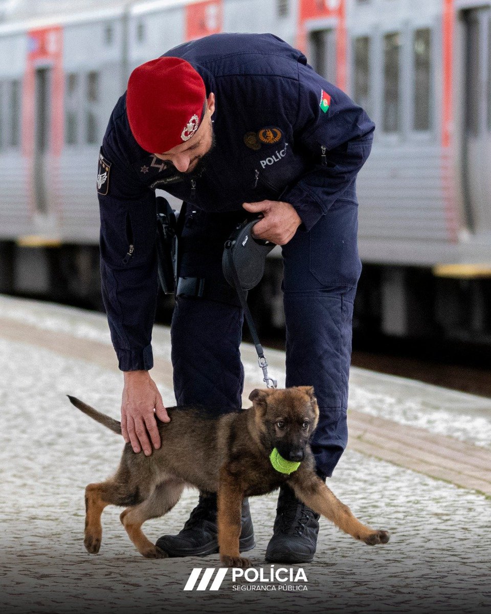 🐶No Grupo Operacional Cinotécnico, cada treino é sinónimo de disciplina, confiança e trabalho em equipa.
Os nossos cães são preparados para missões de deteção de explosivos e estupefacientes, busca e salvamento, controlo de ordem pública e operações especiais.
#semprepresente
