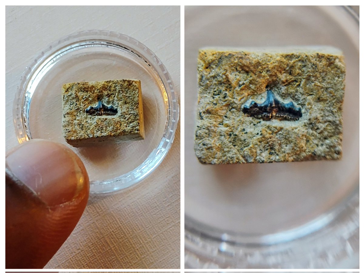 Welcome back to another #fossilfriday AND Happy #sharkweek2025 

Here is a tiny tooth from a Hybodont shark. This comes from Hastings Beds of the  Lower Cretaceous (Late Berriasian-Early Valanginian) Ashdown Formation located in East Sussex, England.