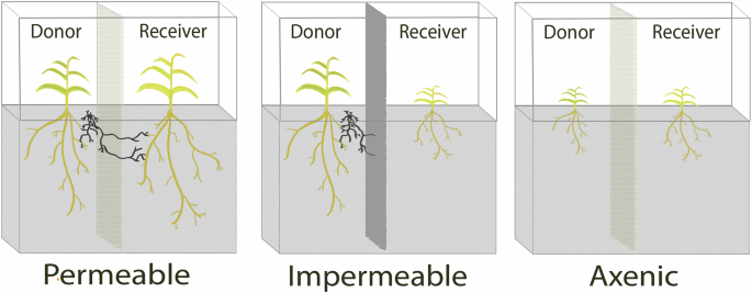 CommsBio's tweet image. Evidence for common fungal networks among plants formed by a Dark Septate Endophyte in Sorghum bicolor: Communications Biology, Published online: 04 July 2025; doi:10.1038/s42003-025-08432-xA lab experiment shows that Dark Septate Endophytes can form… nature.com/articles/s4200…
