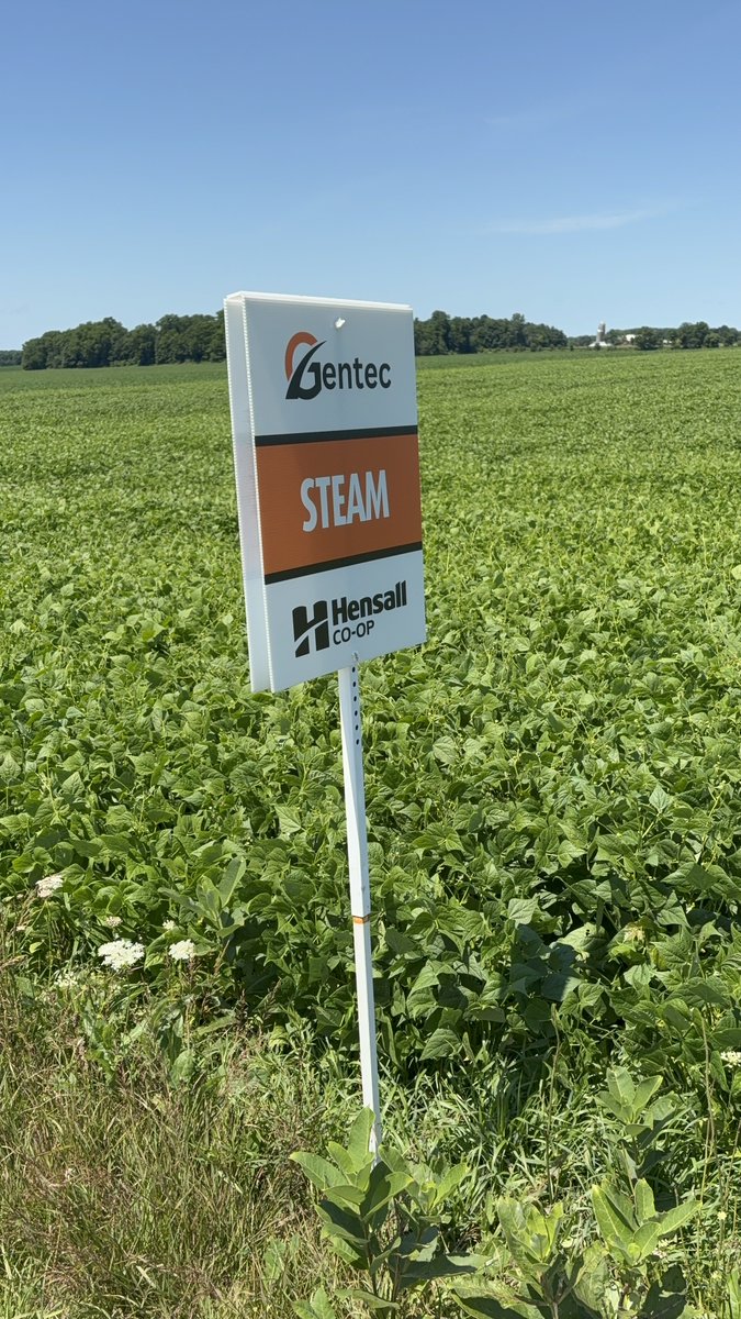 Steam white beans by Gentec are powering ahead in the field! 

Strong early growth and uniform stands—this variety is full steam ahead toward a big finish. 

#SteamBeans #WhiteBeans #IfYouDontKnowUsYouDontKnowBEANS