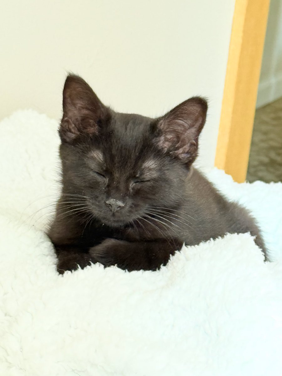 iAshtastic's tweet image. So, my Mom adopted a new kitten! I connected her with the awesome lady I got A&P from, and now they are back to a two kitten home. Everyone say hi to Shadow! 💜