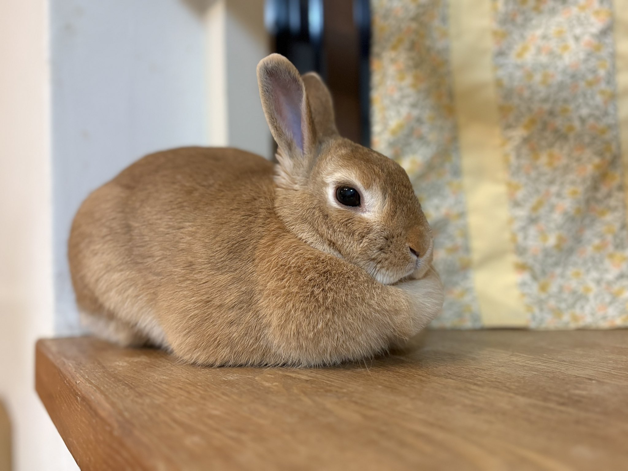 ごま🐰(飼い主:あるじ) on X: 