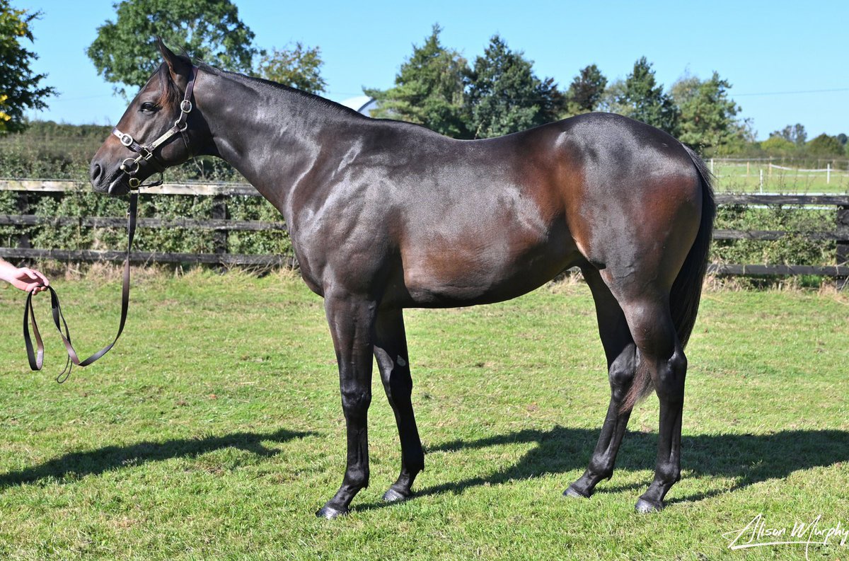 Goffs (@goffs1866) on Twitter photo 2YO LIFEPLAN scores on debut <a href="/ThirskRaces/">Thirsk Racecourse</a> for <a href="/declan_carroll/">Declan Carroll</a> ๐
The son of Kodi Bear (<a href="/RathbarryStud/">Rathbarry & Glenview</a>) sold most recently at #GoffsOrby from Killourney Mรณr Farm (<a href="/eoghangrogan87/">eoghan grogan</a>) to his trainer ๐
Previously sold #GoffsNovember from Summerhill Stables to <a href="/PaulHarleyBS/">Paul Harley</a> ๐ 2YO LIFEPLAN scores on debut <a href="/ThirskRaces/">Thirsk Racecourse</a> for <a href="/declan_carroll/">Declan Carroll</a> ๐
The son of Kodi Bear (<a href="/RathbarryStud/">Rathbarry & Glenview</a>) sold most recently at #GoffsOrby from Killourney Mรณr Farm (<a href="/eoghangrogan87/">eoghan grogan</a>) to his trainer ๐
Previously sold #GoffsNovember from Summerhill Stables to <a href="/PaulHarleyBS/">Paul Harley</a> ๐