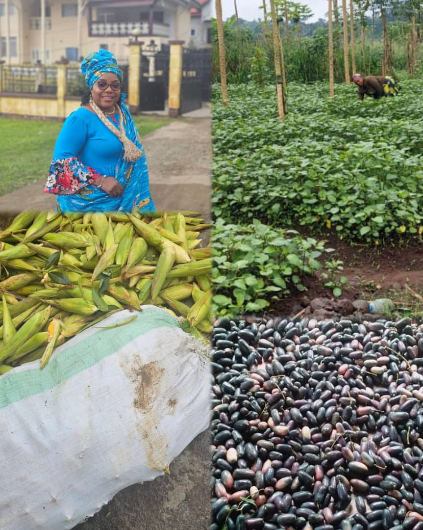 Reachoutreo's tweet photo. 🌽 When Food Builds Peace!
This is more than a harvest 
It’s hope &amp; healing in every grain.
Safou, corn, vegetables,
The land is kind. But waste steals our future.
🍲 Let’s process, preserve &amp; prepare.
Train women. Empower youth. Build resilience.
 Food=dignity=peace https://t.co/ykhcwaYuhb