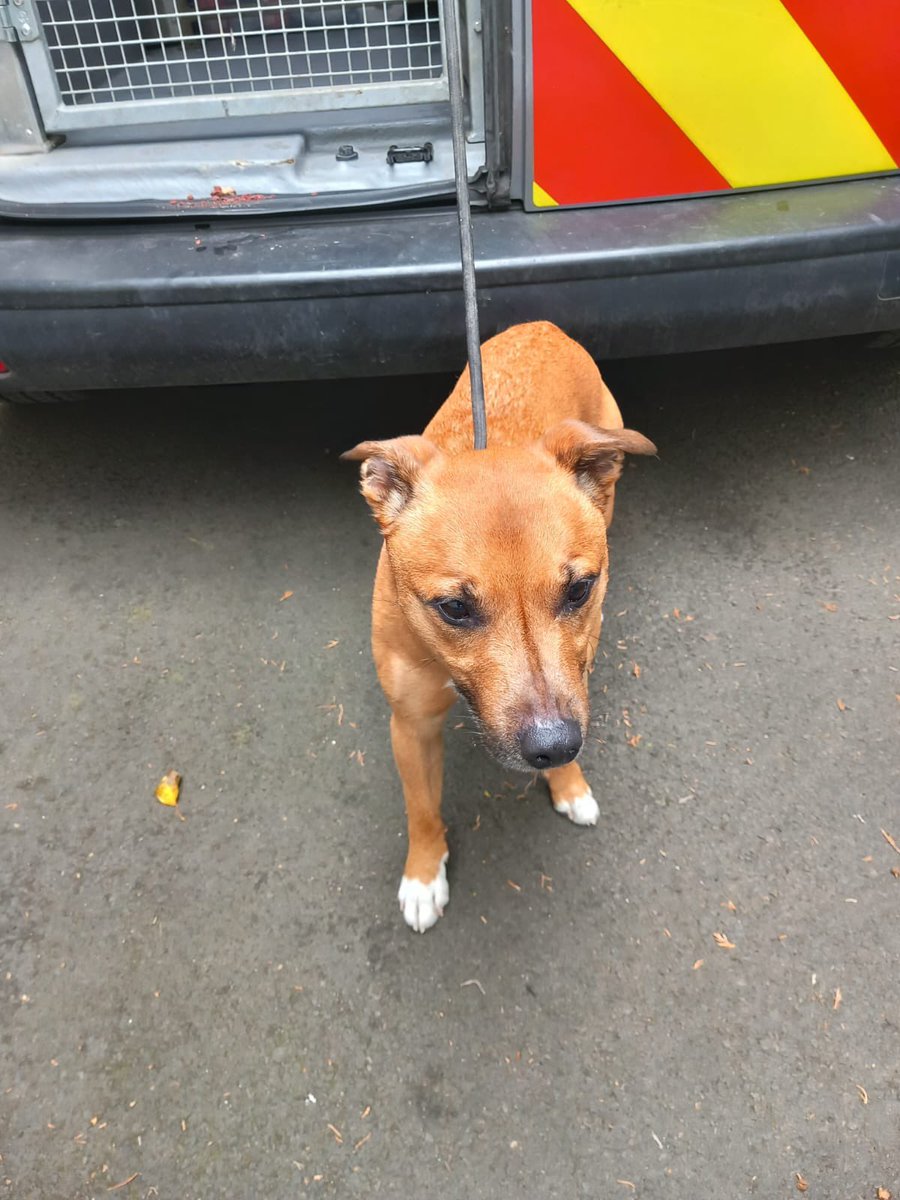 dcsdcouncil's tweet image. Male Crossbreed that was handed into Whitehouse Vets, Derry on 24.07 - 🐶🦮🐾🦴
Owner can claim by contacting the Dog control service on 028 71 253 253 or on OOH - 📞07734 128096.
Proof of ownership is required.
For more info on the Dog Shelter visit: bit.ly/3vuSmGp
