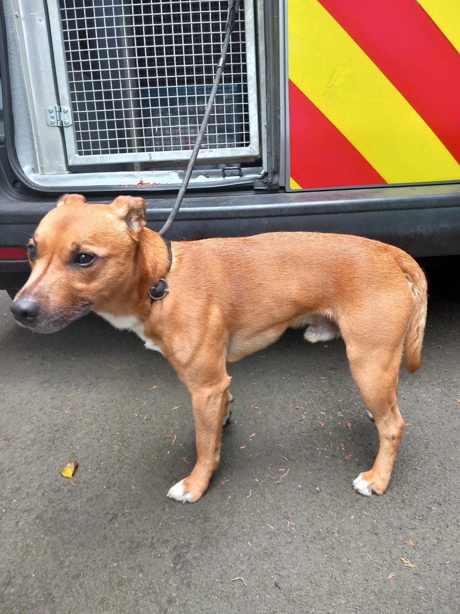 dcsdcouncil's tweet image. Male Crossbreed that was handed into Whitehouse Vets, Derry on 24.07 - 🐶🦮🐾🦴
Owner can claim by contacting the Dog control service on 028 71 253 253 or on OOH - 📞07734 128096.
Proof of ownership is required.
For more info on the Dog Shelter visit: bit.ly/3vuSmGp