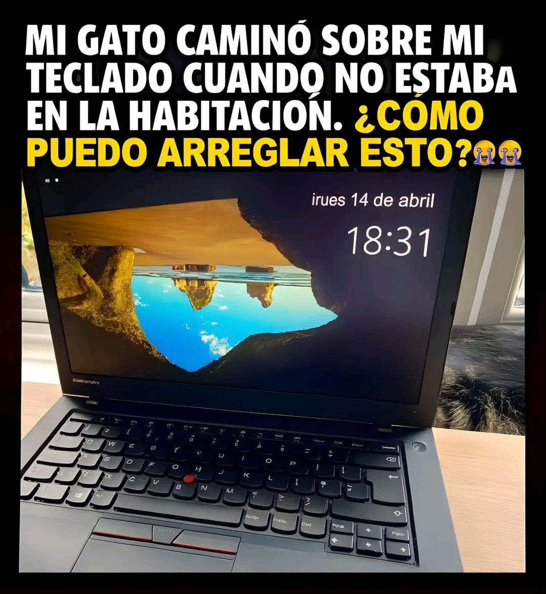 tiofelino2's tweet image. Yo pondría a caminar otra vez al gato... Pero de reversa 😅🐱🐾
