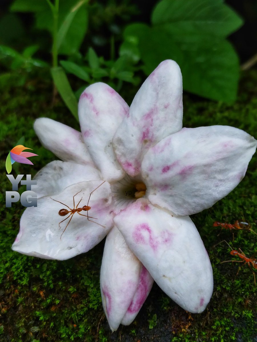 Jasmine flowers fall, oxidize and are surrounded by ants

#photography #photo  #photograph #photooftheday #photographylovers #PhotographyIsArt #nature #naturelove #NatureIsAmazing #naturescenery #naturelover #macro #macrophotography