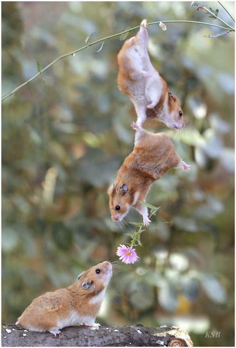 Axaxia88's tweet image. Why is this so adorable and weird at the same time 🥰