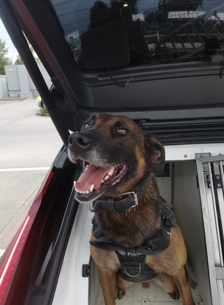 PoliceMutual's tweet image. Kobe can - more great PD work from Kobe at @syptweet. This time, the hero hound helped to detain a man carrying a knife.
orlo.uk/iRim6